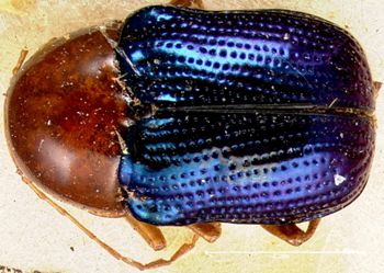 Media type: image; Entomology 20032   Aspect: habitus dorsal view